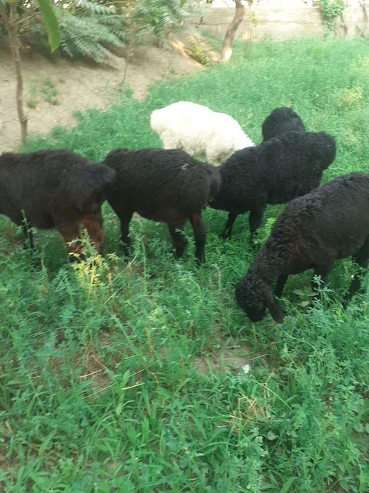 Gijduvonda Toza hisori quzilar sotiladi 6ta 1joyga sotiladi