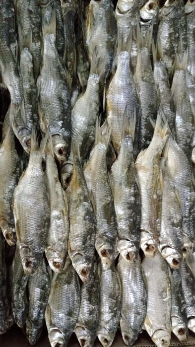 Вобла вяленая лещ