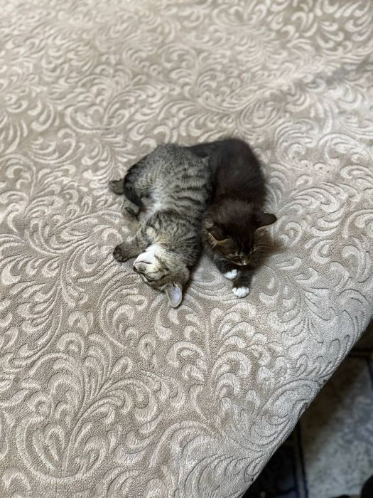 Mushuk 2 ta ласковый