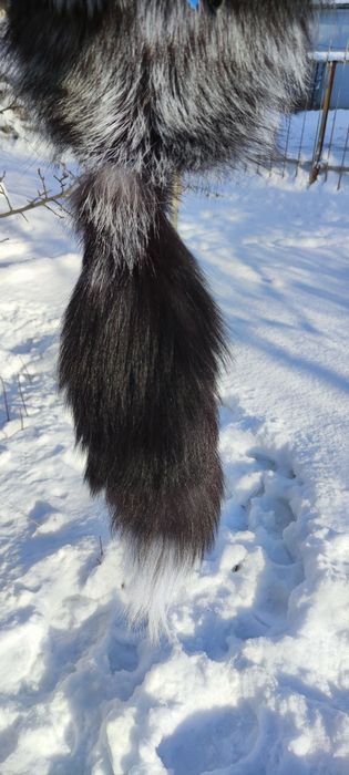 Махалай чернобурка