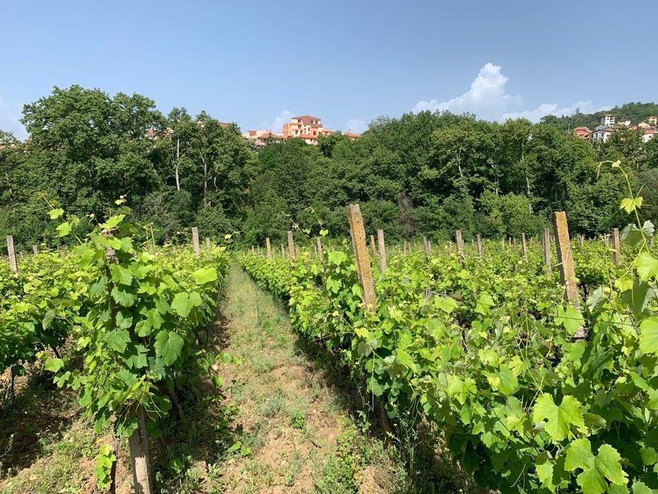 Продава се Земеделски имот в с. Поленица, Област Благоевград -  кв.м за 3570 €/дка - Снимка #1