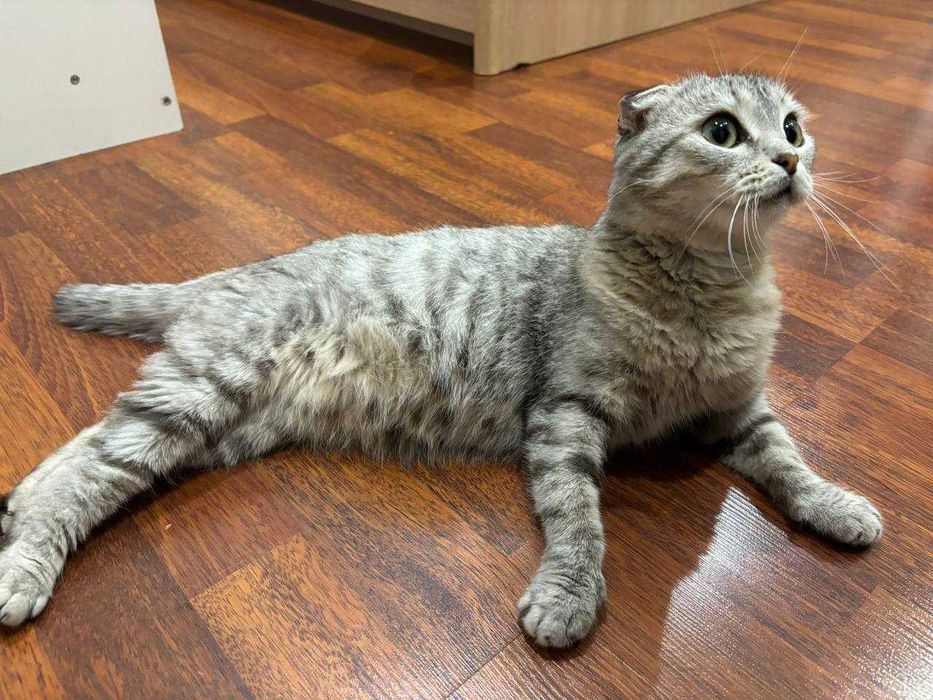 Кошка в хорошие руки