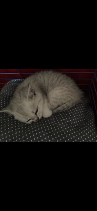 Котята Шиншилла серебро