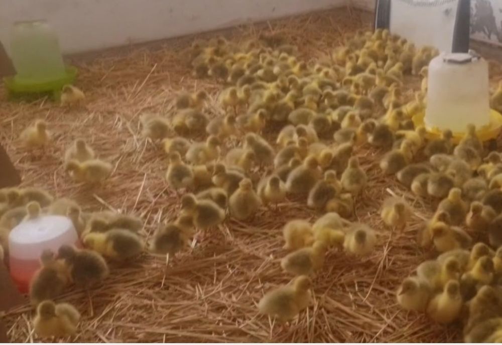 Vând Boboci de Gasca de Rata Normala si Muta  .Trimit în tara!