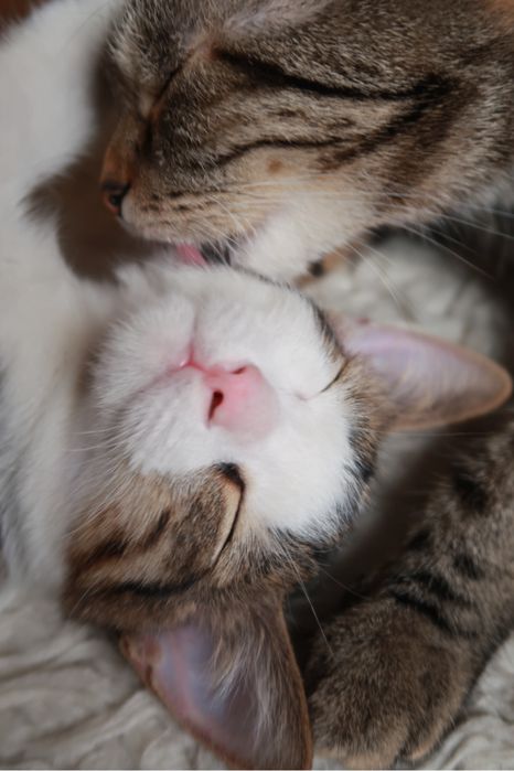 Котенок 3 месяца