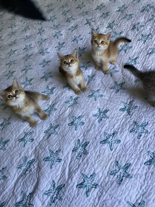 Котята золотая шиншилла