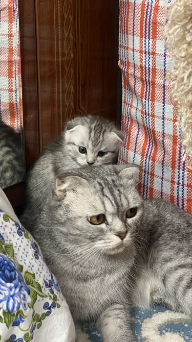 Шатлански кошка.