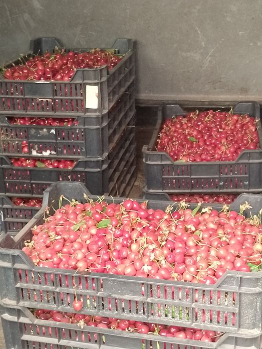 Vand cirese dulci 20lei kg ,
