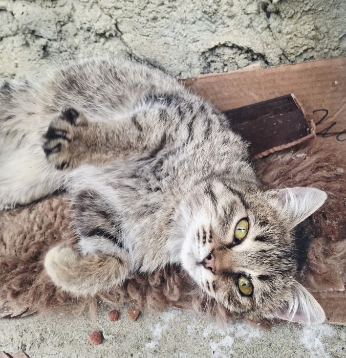 Очень очень ласковую малышку отдам в хорошие руки