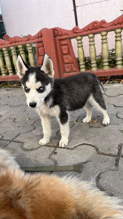 Щенок Сибирский Хаский