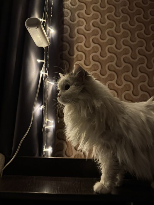 отдам в хорошие руки кошку