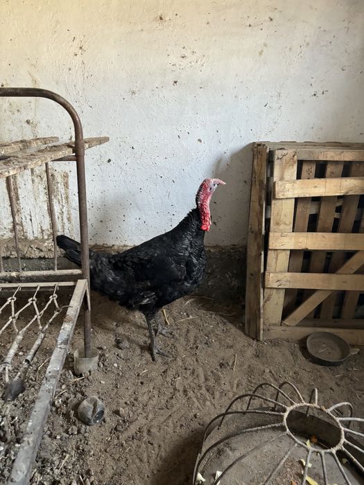 Үндік Қоразы сатылады