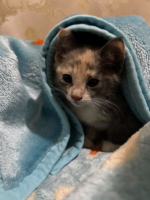 Одтам котенка,хорошую руки