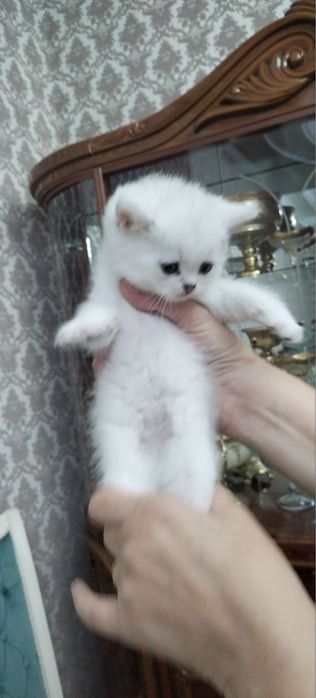 Британская шиншилла