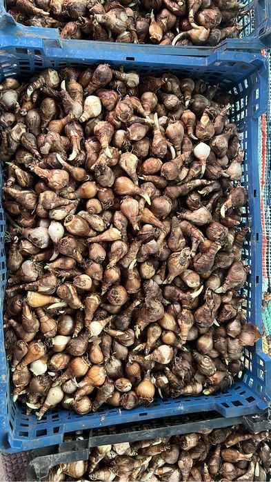 Bulbi narcise galbene