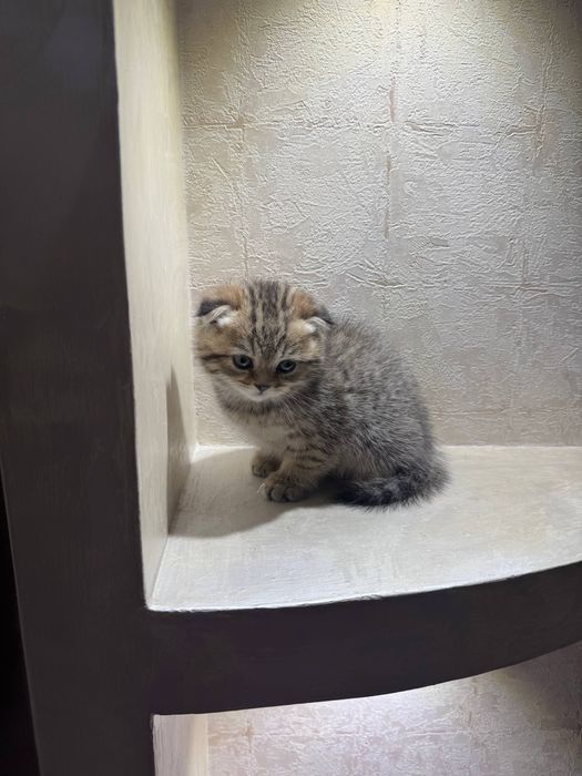 Scottish Fold девочка