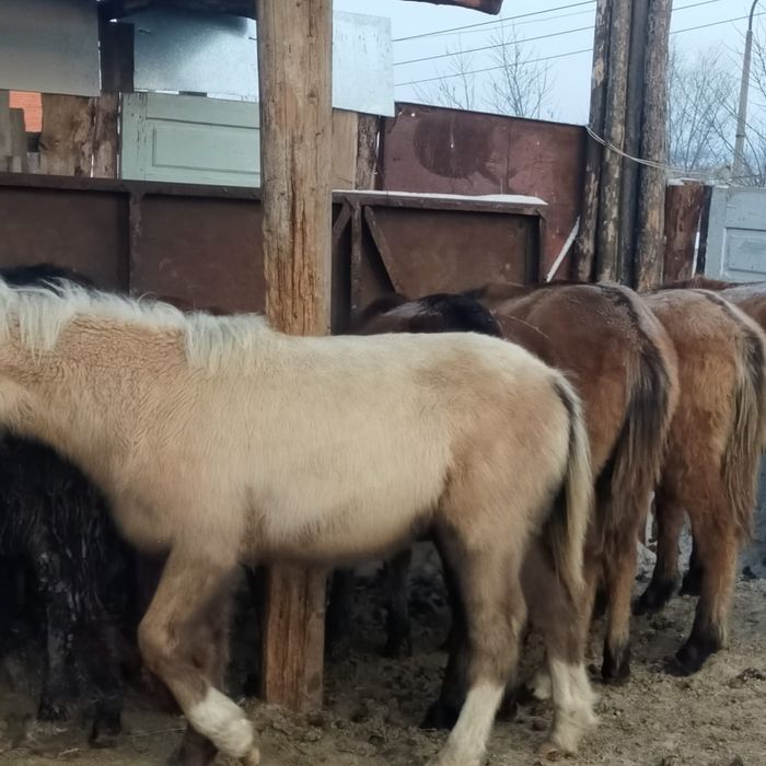 Кобылки жеребята