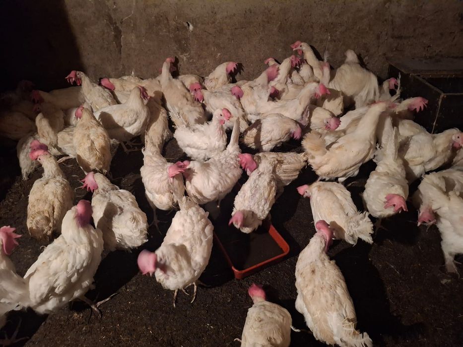 Продам куры несушка