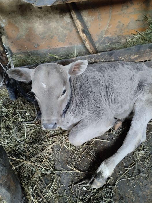 Продам телочку 1 месяц