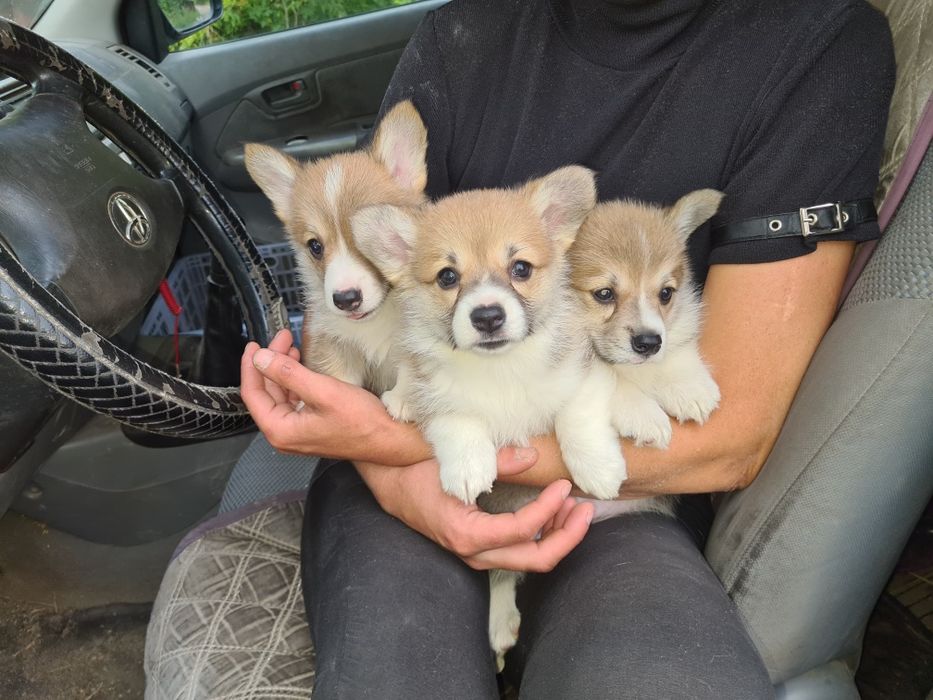 Продам щенков вельш корги пемброк.