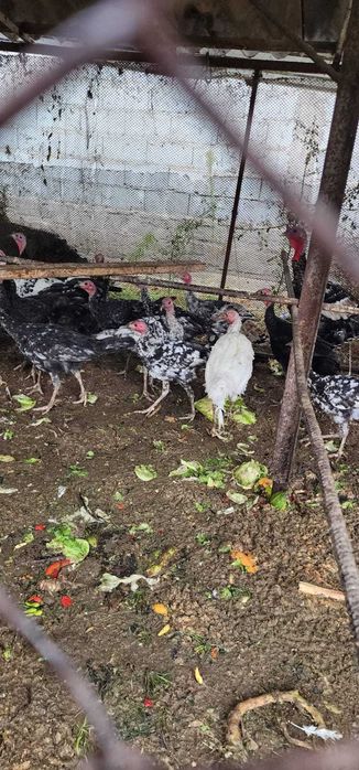 Продажа индюшат срочно