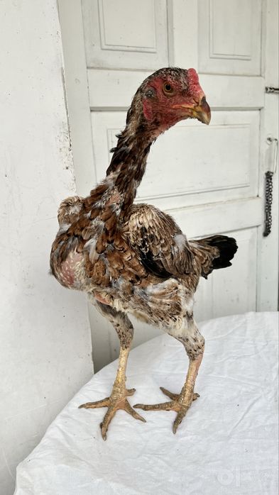 tullak xoʻroz tullak tovuq