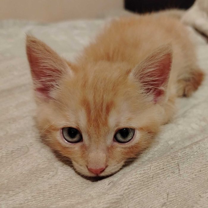 Котёнок Вася (рыжий окрас)