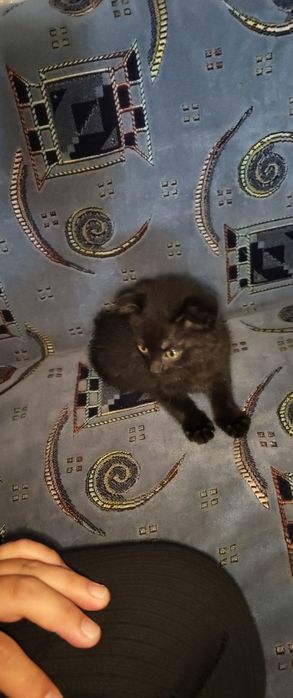 кот мальчик породы скоттиш-фолд,
