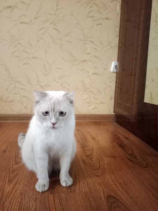 Scottish fold mushuk