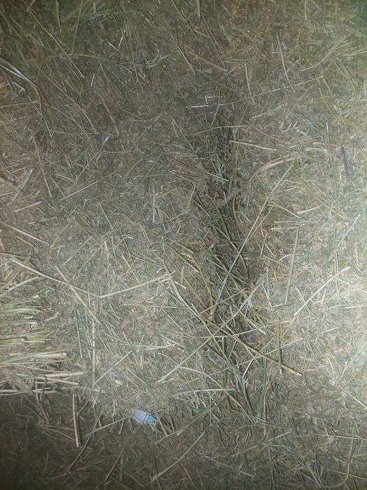 Vând baloți trifoi și baloți iarbă