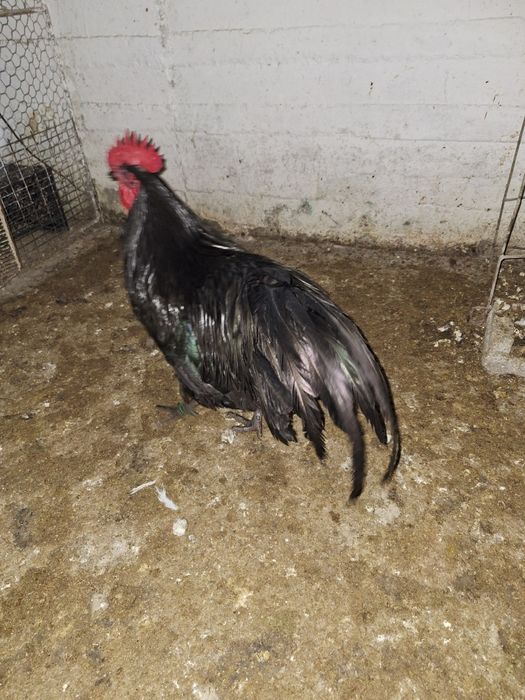 Oua găini Australop Plymouth silver și Plymouth rock barat