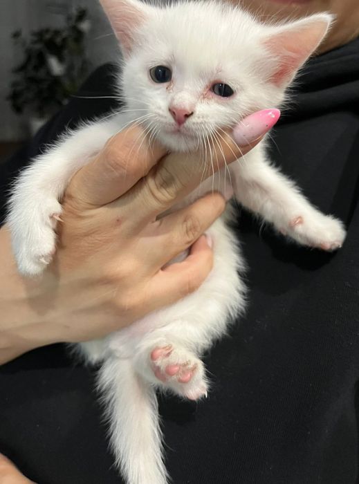 Отдам котят в добрые руки!