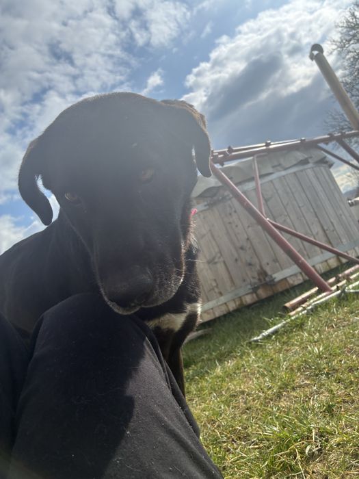 Donez femela mix metis labrador