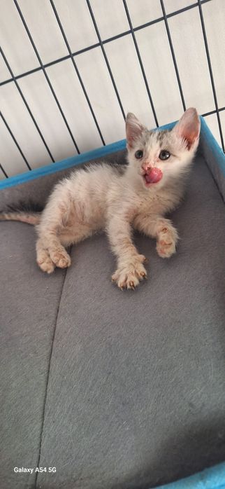 Котята в добрые руки ,мальчики