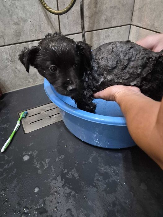 Ofer spre adopție pui cățel mascul