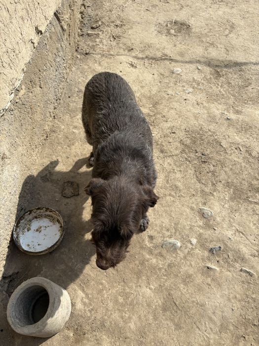 Дратхар девушка рабочий