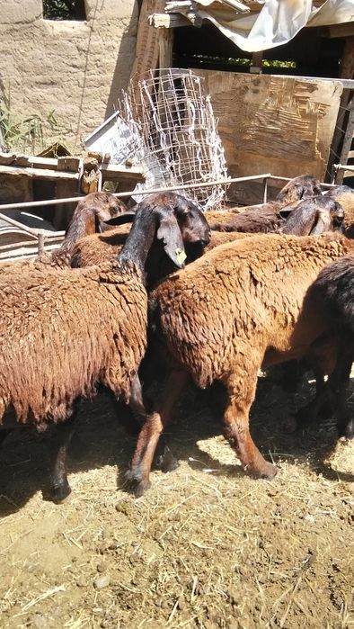 Кисарски урхашы токты сатлады 10 бас