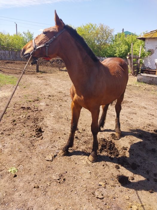Продам жеребчика