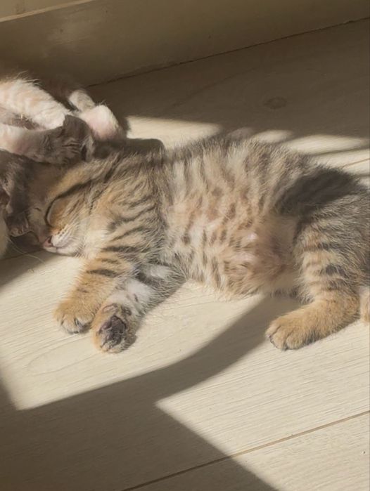 Котенок мальчки 1 месяц