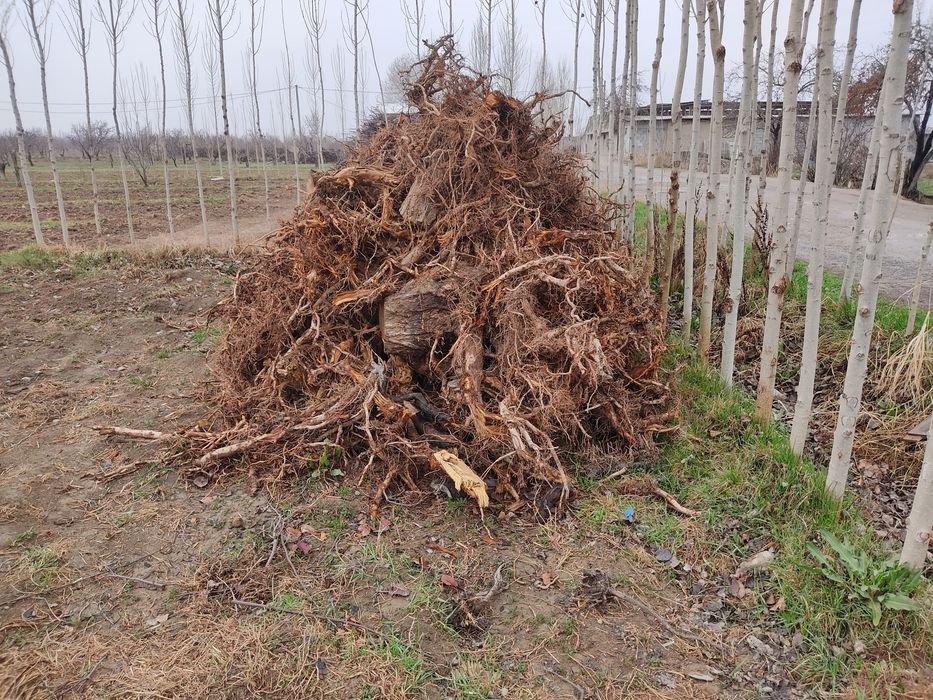 Утинлар сотилади срочно.