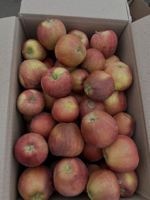 Яблоки Оптом АЛМА ТАРАЗ