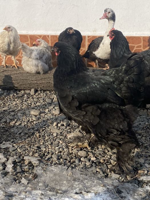 Продам курей брам