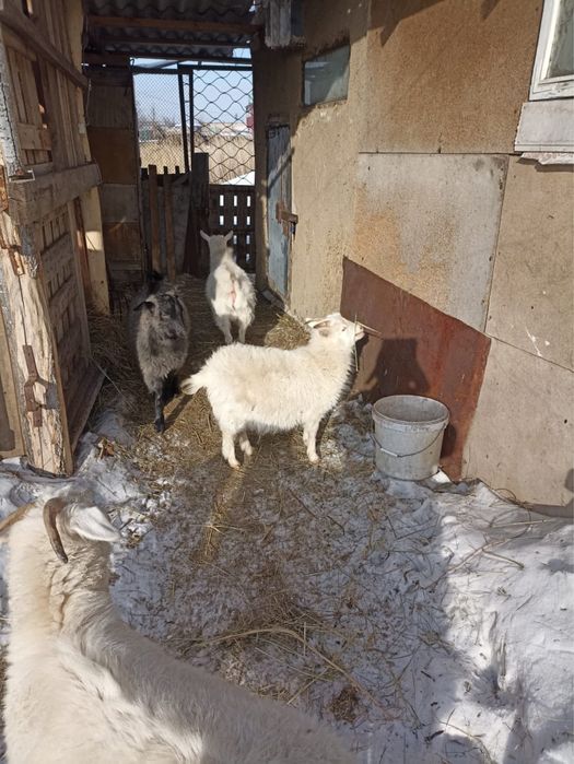 Продам козлят