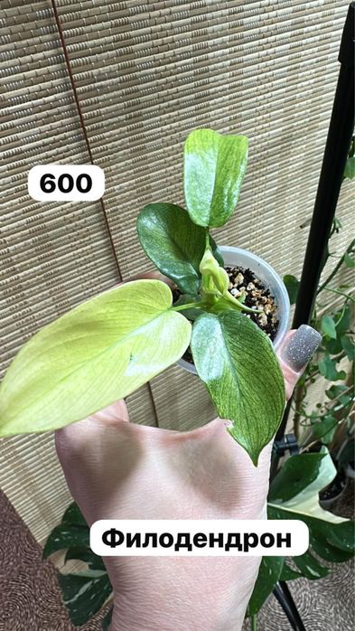 Комнатные растения