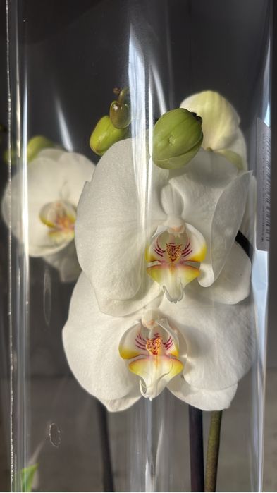 Орхидеи! Орхидея!