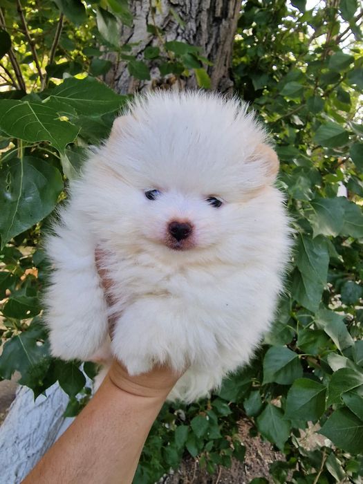 Продам шикарных щенков шпица