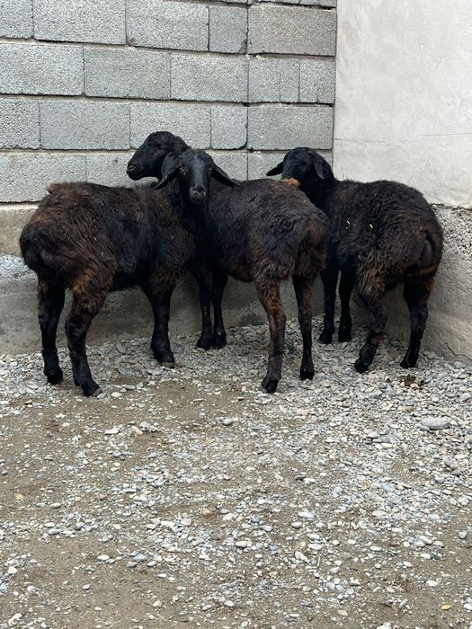 Семіз   қойлар . .