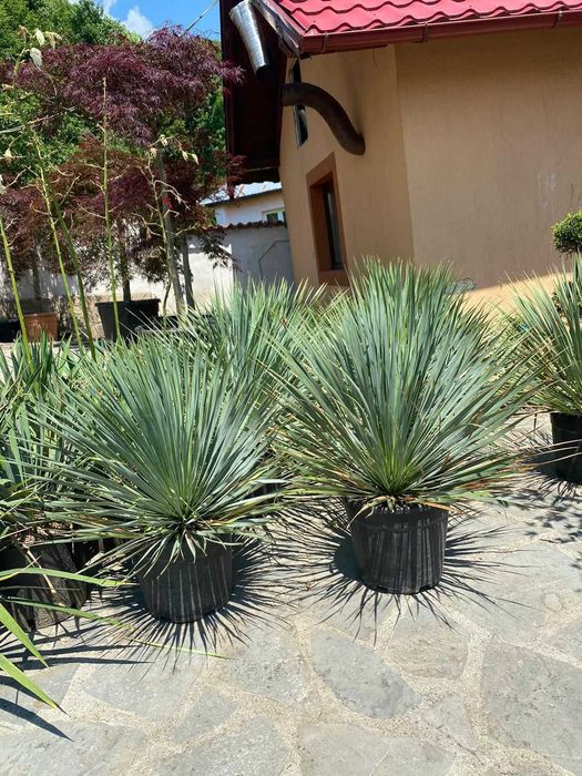 Pothinia  red la comanda