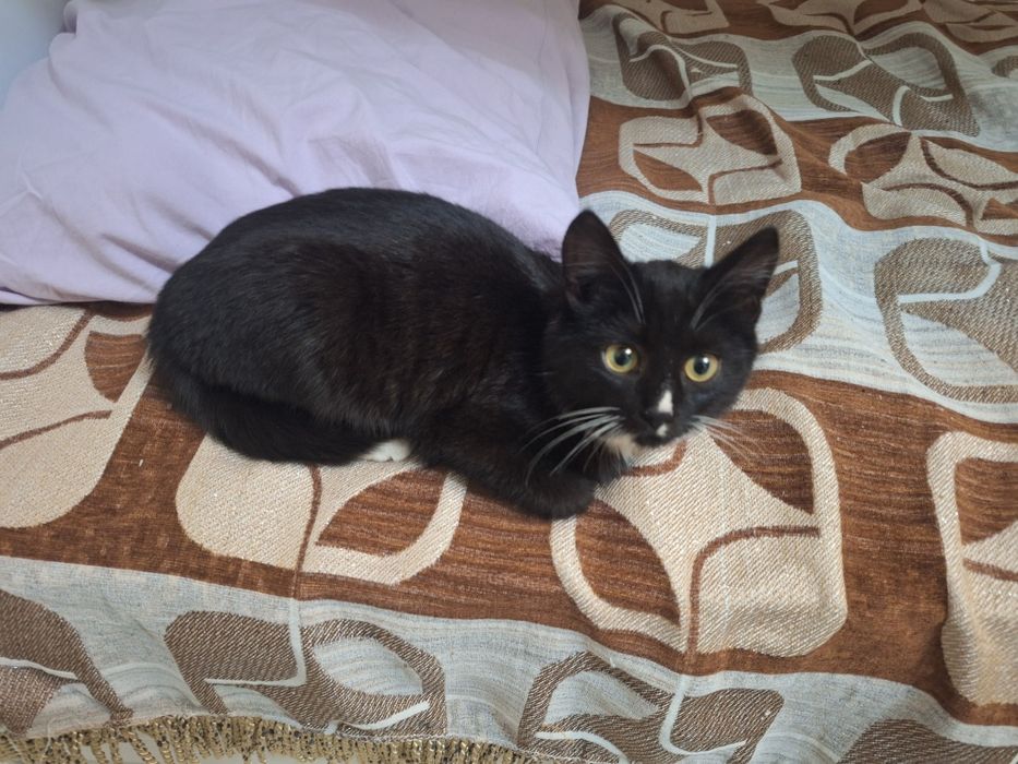 Котёнок 4 месяца девочка