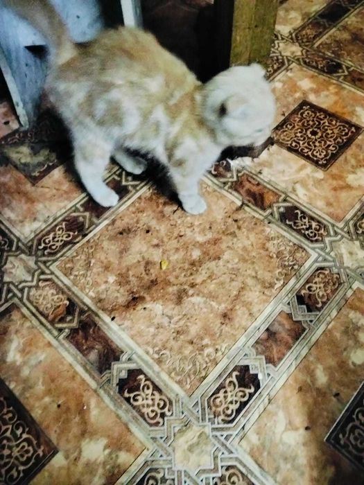 Отдам котят бесплатно